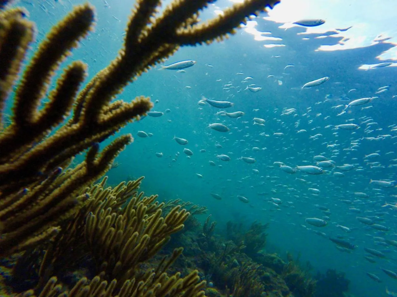 Fish Tobago Hostel Buccoo