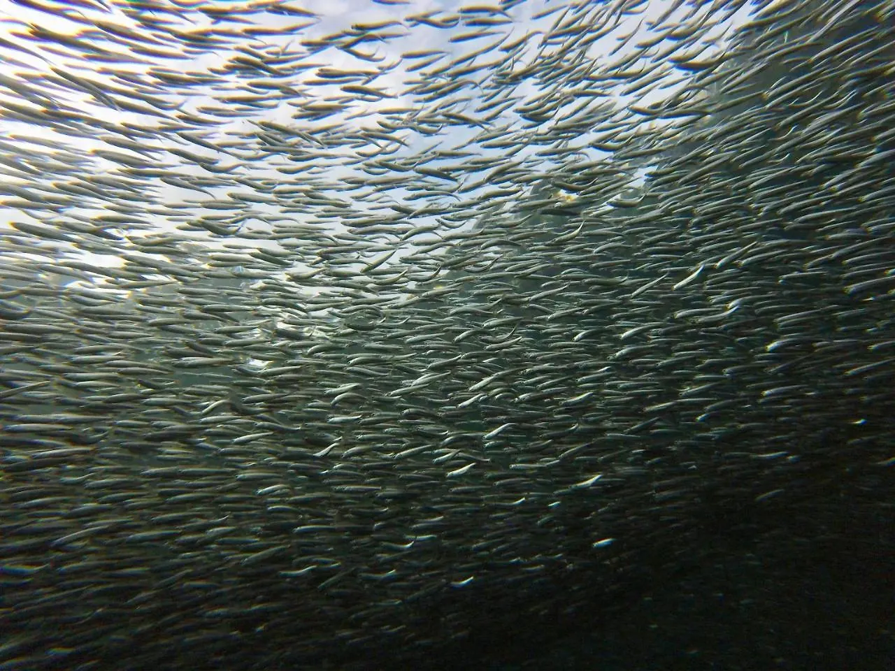 Fish Tobago Hostel Buccoo